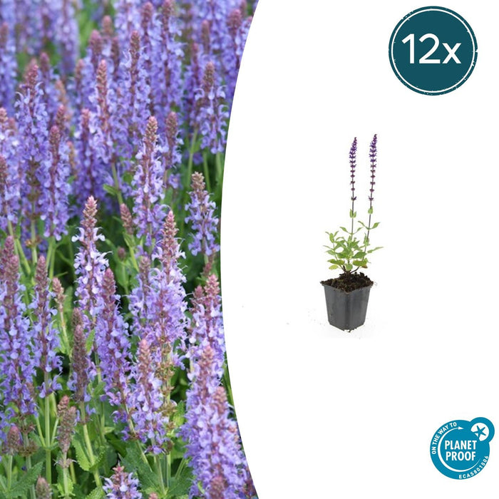 Salvia nemorosa 'Caradonna' - Bossalie - ↕10-25cm - Ø9cm - 12x