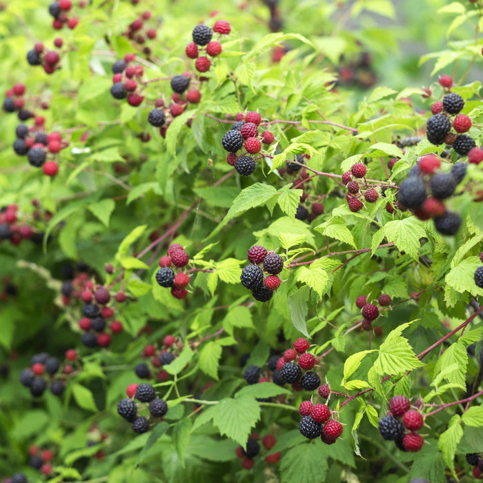 Fruitplant - Braam - Rubus Black Satin - Zwarte Braam - Doornloos - 2 planten -  Pot 11cm Hoogte 40cm
