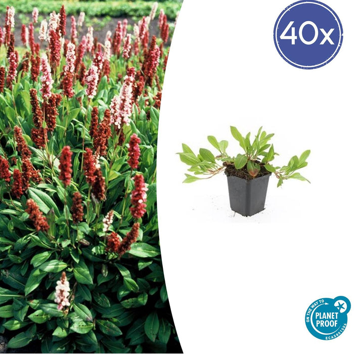 Persicaria affinis 'Darjeeling Red' - Duizendknoop - ↕10-25cm - Ø9cm - 40x