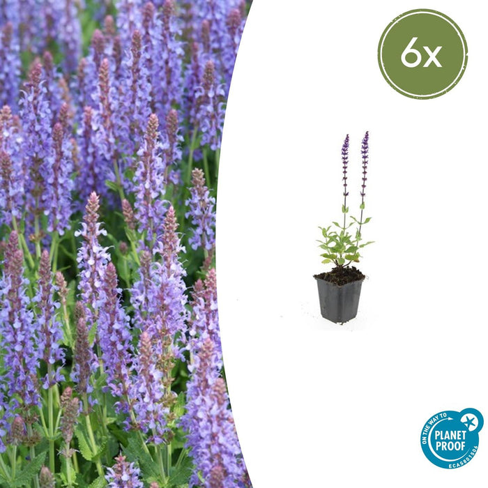 Salvia nemorosa 'Caradonna' - Bossalie - ↕10-25cm - Ø9cm - 6x