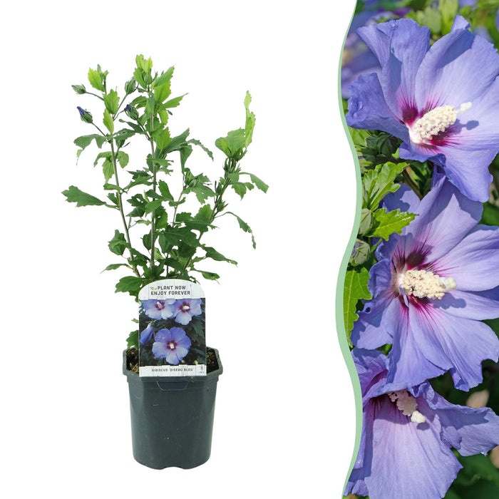 Heesters - Hibiscus syriacus Oiseau Blue - Bloem Blauw - 1 Plant - Bladverliezend - Weinig Onderhoud - Pot 17cm Hoogte 45cm