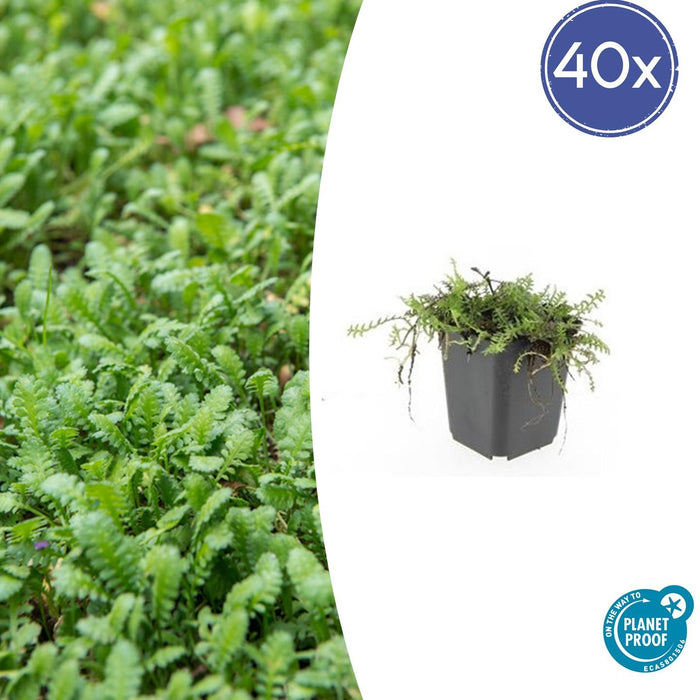Leptinella Squalida - Koperknoopje - ↕10-25cm - Ø9cm - 40x