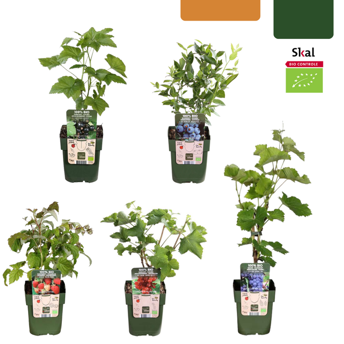 Fruitplanten mix Biologisch - set van 5 verschillende soorten - ↕20-25cm - Ø13cm "Vruchten oase"