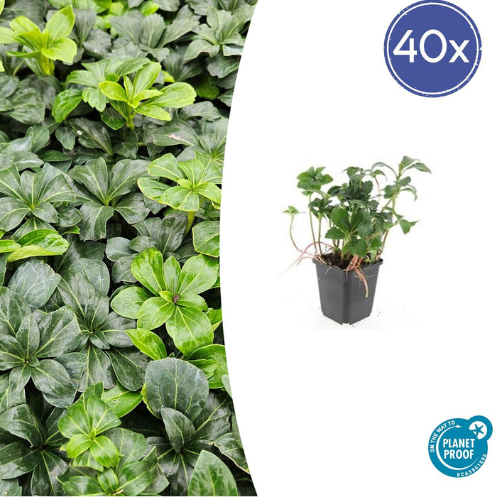 Pachysandra Terminalis 'Green Sheen' - Schaduwkruid - ↕10-25cm - Ø9cm - 40x