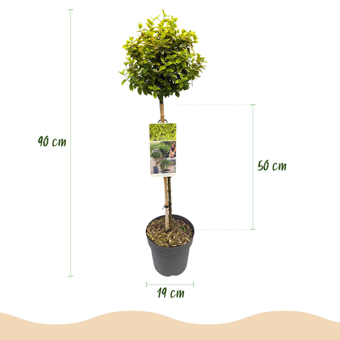 Tuinplant - Euonymus fortunei Emerald n Gold - Plant op stam - Terras Plant - Bladhoudend - Weinig Onderhoud - Pot 19cm Hoogte 90cm