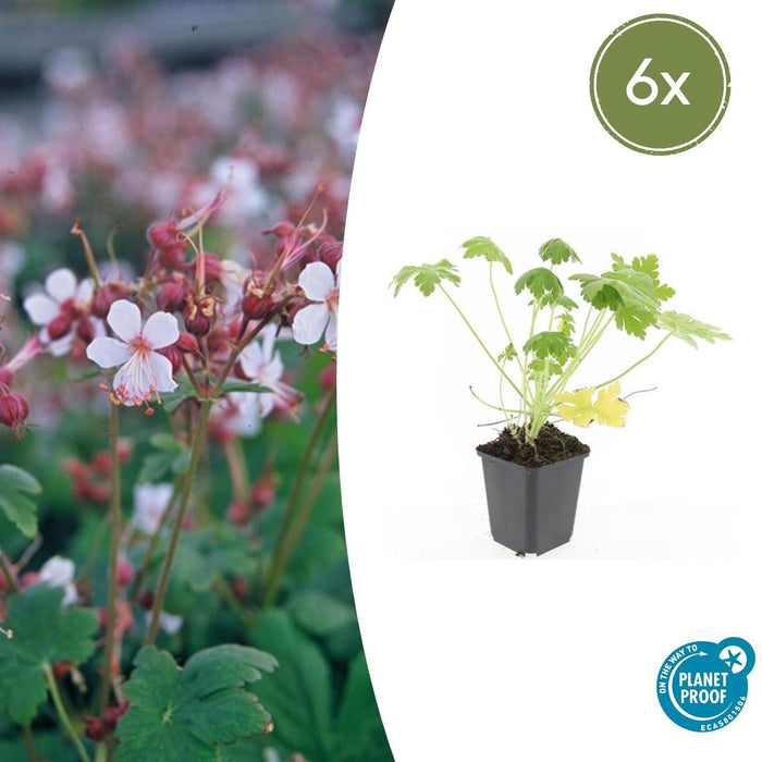 Geranium macrorrhizum 'Spessart' - ↕10-25cm - Ø9cm - 6x