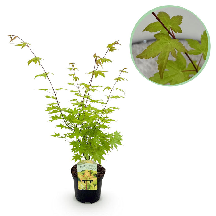 Terrasplant - Japanse Esdoorn - Acer palmatum Summergold - Geel - Bladverliezend - ↕70cm - Ø19cm