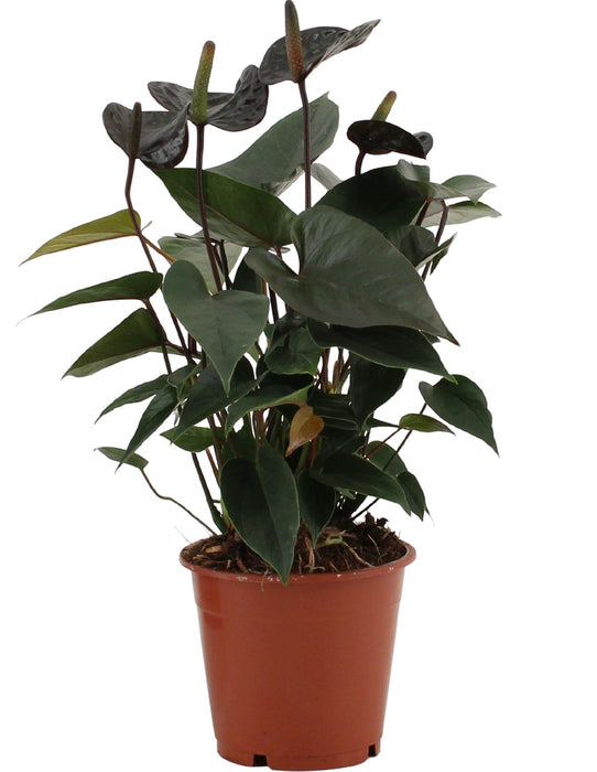 Anthurium Black Love - ↕36cm - Ø12cm