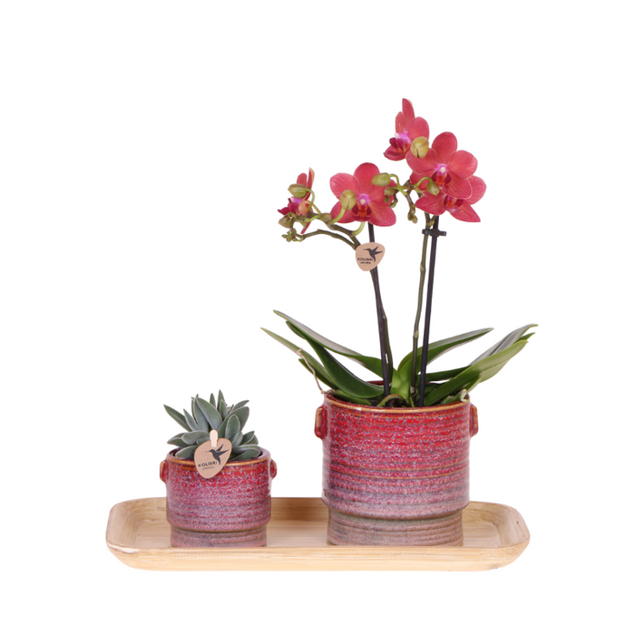 Gift set Aura | Roze Phalaenopsis orchidee Congo met groene plant in Aura sierpotten op bamboe dienblad