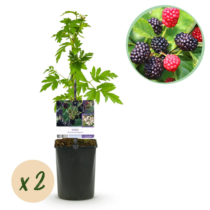 Fruitplant - Braam - Rubus Thornfree Evergreen - Zwarte Braam - Doornloos - 2 planten - Pot 11cm Hoogte 40cm