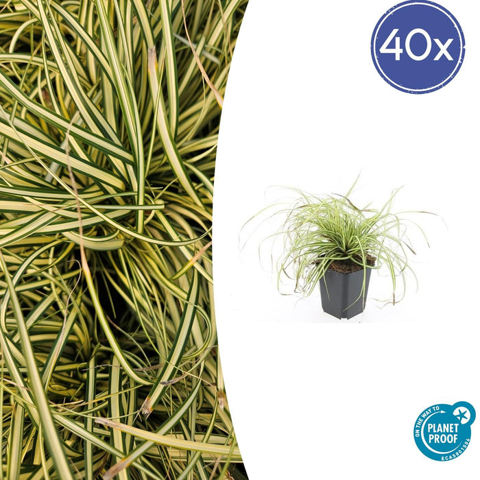 Carex oshimensis 'Evergold' - Zegge - ↕10-25cm - Ø9cm - 40x