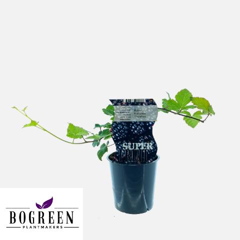 Rubus Thornfree - Doornloze braam - ↕30cm - Ø12cm