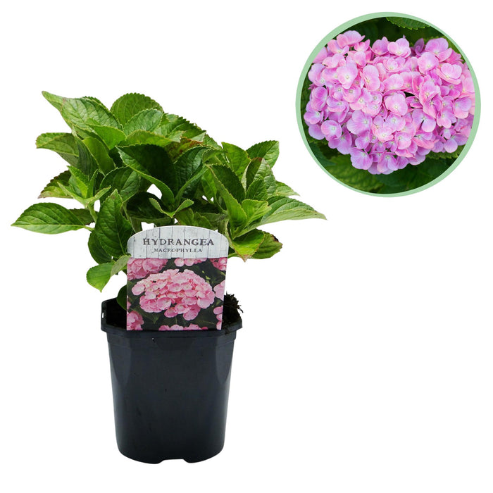 Hortensia - Hydrangea macrophylla Pink - Bloem Roze - 1 Plant - Bladverliezend - Weinig Onderhoud - Pot 17cm Hoogte 30cm