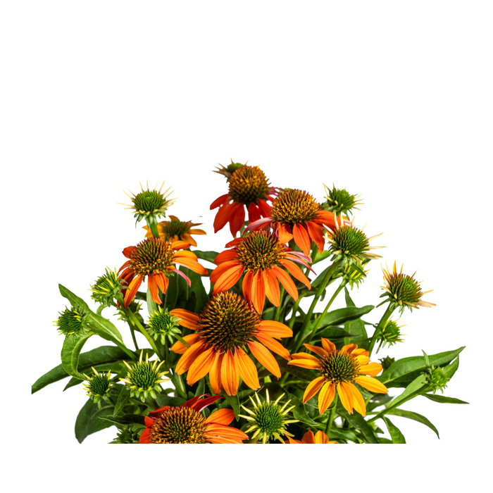 Echinacea Purpurea Orange Ø19cm - ↕60 - 70cm