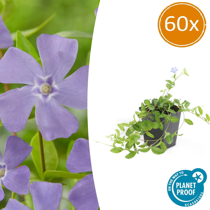 Vinca minor 'La Grave' - Kleine Maagdenpalm - ↕10-25cm - Ø9cm - 60x