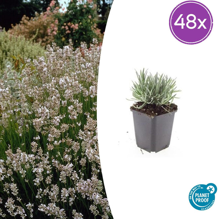 Lavandula int. 'Edelweiss' - ↕10-25cm - Ø9cm - 48x