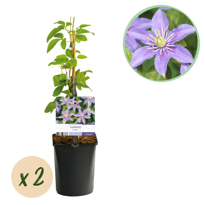 Clematis Justa - Bosrank - Bloem Licht Blauw - ↕40cm - Ø11cm - 2x
