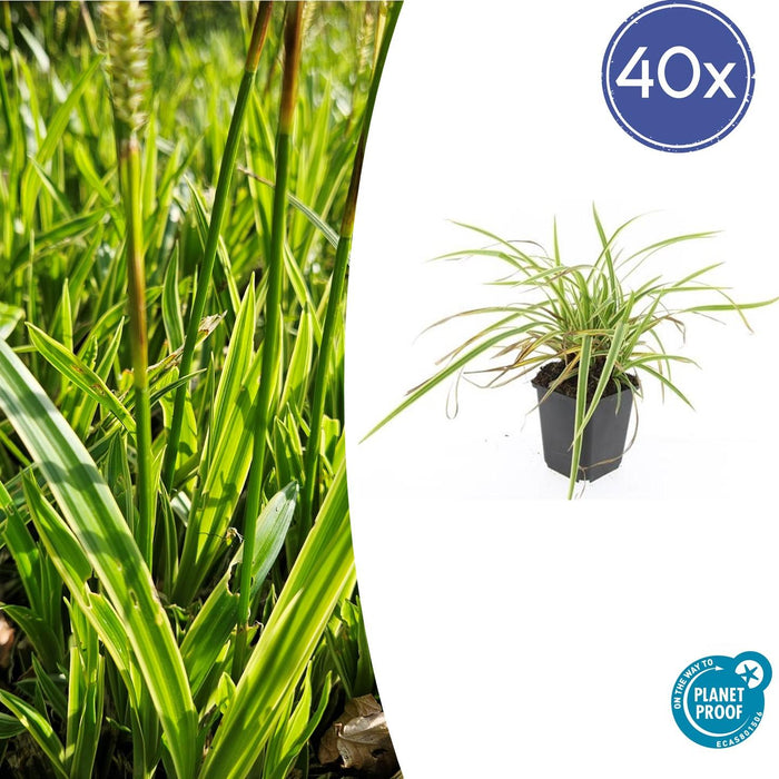 Carex morrowii 'Aureovariegata' - Zegge - ↕10-25cm - Ø9cm - 40x