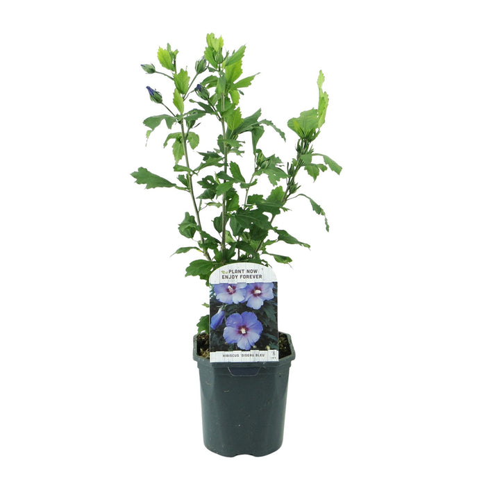 Heesters - Hibiscus syriacus Oiseau Blue - Bloem Blauw - 1 Plant - Bladverliezend - Weinig Onderhoud - Pot 17cm Hoogte 45cm
