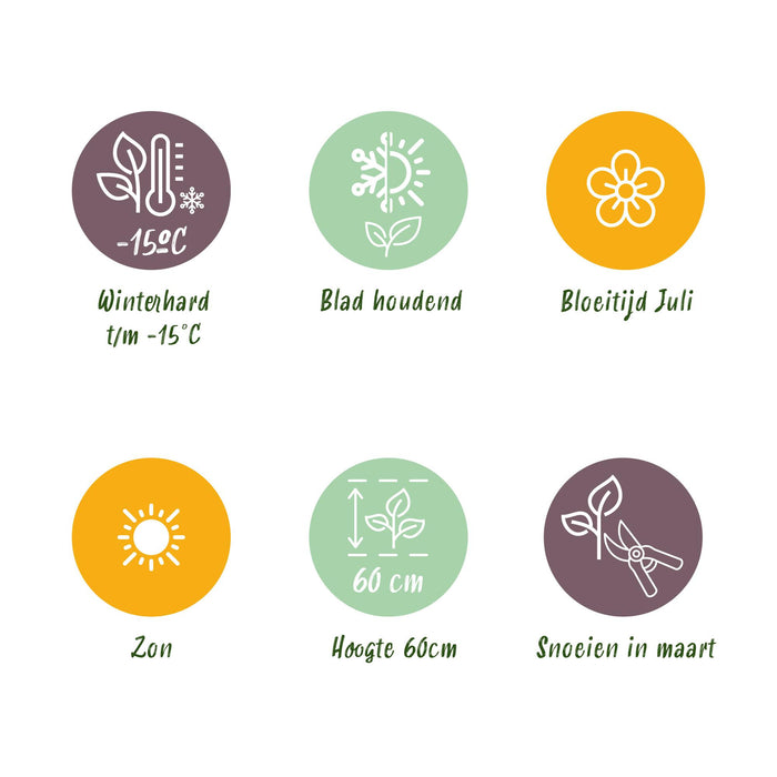 Festuca glauca Golden Toupee - Geel - 4 Planten - Bladhoudend - Weinig Onderhoud - Pot 17cm Hoogte 50cm