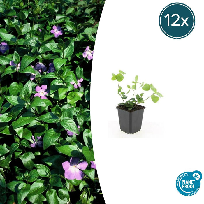 Vinca major - Grote Maagdenpalm - Bodembedekker - 12x - ↕10-25cm - Ø9cm