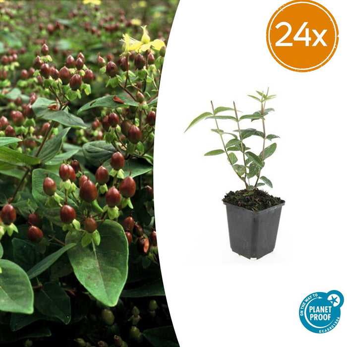 Hypericum inodorum 'Rheingold' - ↕10-25cm - Ø9cm - 24x