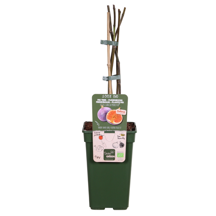 Ficus Gustissimo Perretta - ↕50cm - Ø19cm