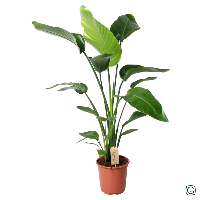 Strelitzia Nicolai - ↕100cm - Ø21cm