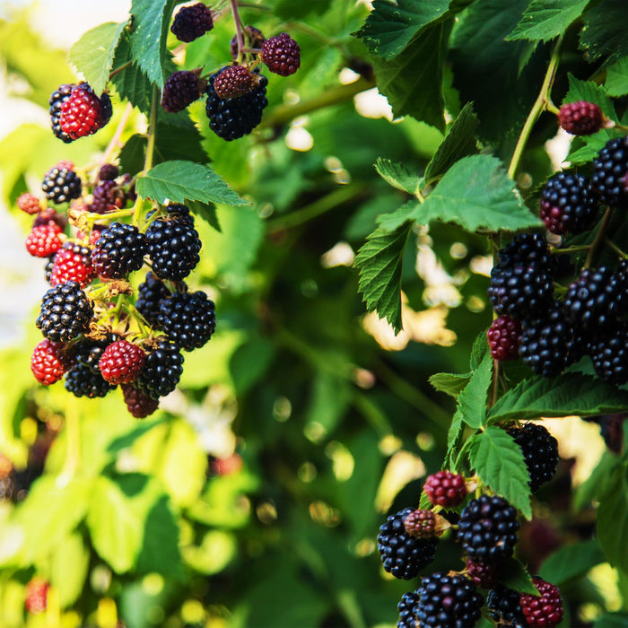 Fruitplant - Braam - Rubus fruticosus Triple Crown - Zwarte Braam - Doornloos - 2 planten -  Pot 11cm Hoogte 40cm