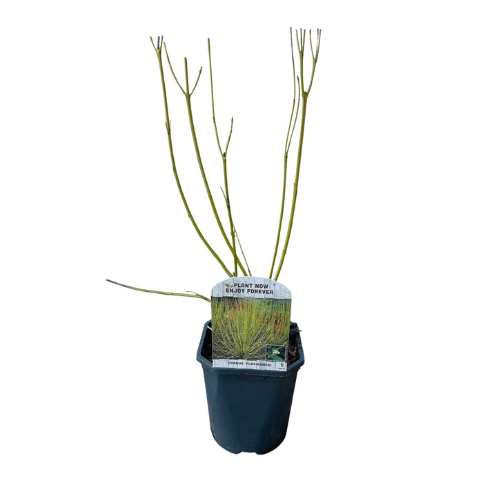 Heesters - Cornus alba Flaviramea - Groene Takken - 1 Plant - Bladverliezend - Weinig Onderhoud - Pot 17cm Hoogte 45cm