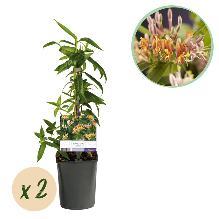 Lonicera Henryi - Bloem Roze - Kamperfoelie - ↕40cm - Ø11cm - 2x