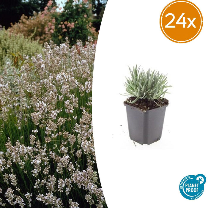 Lavandula int. 'Edelweiss' - ↕10-25cm - Ø9cm - 24x