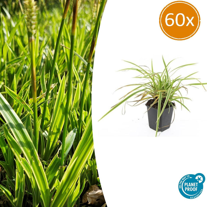 Carex morrowii 'Aureovariegata' - Zegge - ↕10-25cm - Ø9cm - 60x