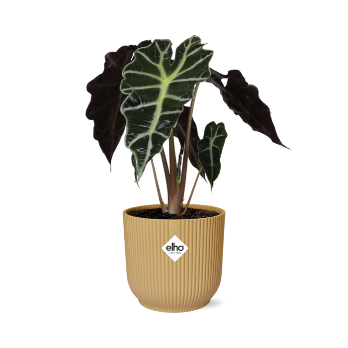 Alocasia ‘Polly’ in gele elho Vibes Fold - Ø14cm
