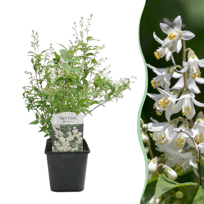 Heesters - Deutzia Gracilis - Bloem Wit - 1 Plant - Bladverliezend - Weinig Onderhoud - Pot 17cm Hoogte 45cm