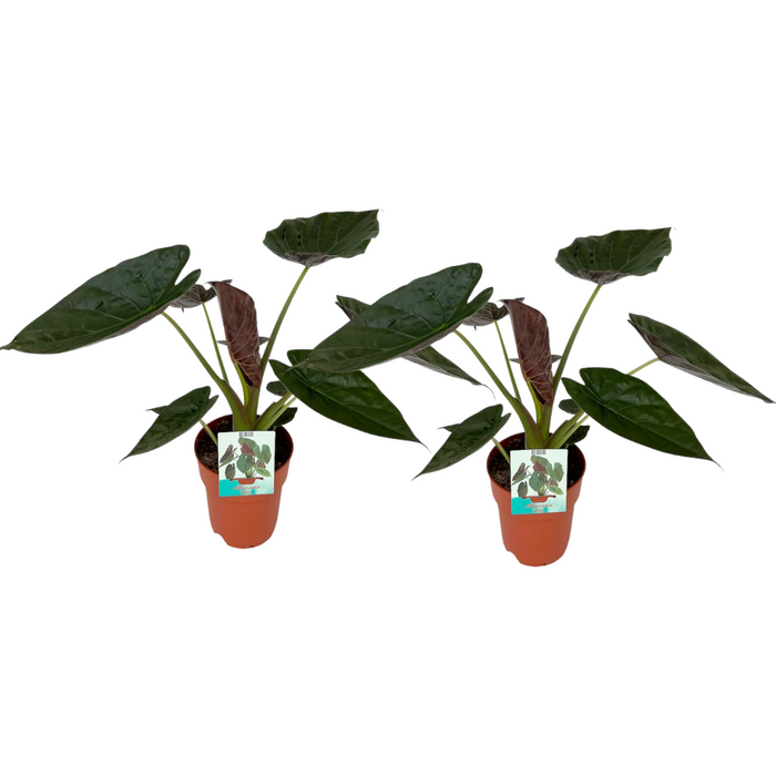 Alocasia Wentii - ↕85cm - Ø19cm - 2x