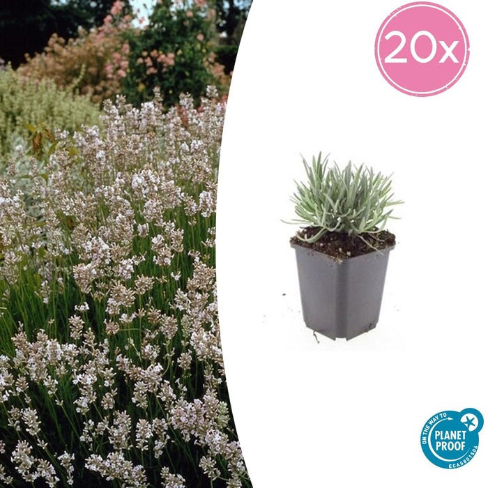 Lavandula intermedia 'Edelweiss' - ↕10-25cm - Ø9cm - 20x
