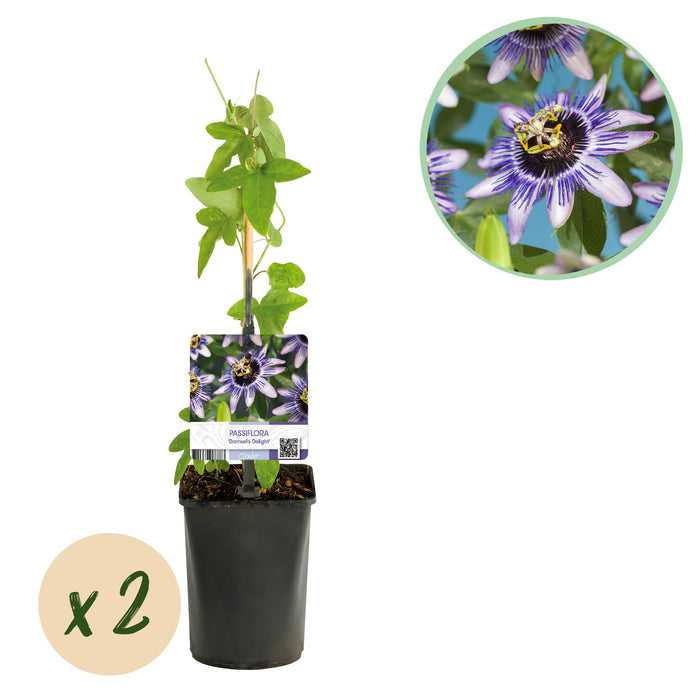 Passiebloem - Passiflora Damsels Delight - Bloem Paars met Wit - ↕40cm - Ø11cm - 2x