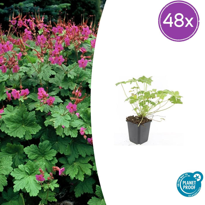 Geranium macr. 'Czakor' - ↕10-25cm - Ø9cm - 48x