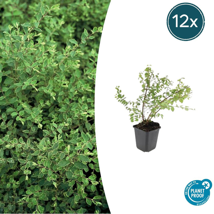 Symphoricarpos chenaultii 'Hancock' - Sneeuwbes - ↕10-25cm - Ø9cm - 12x