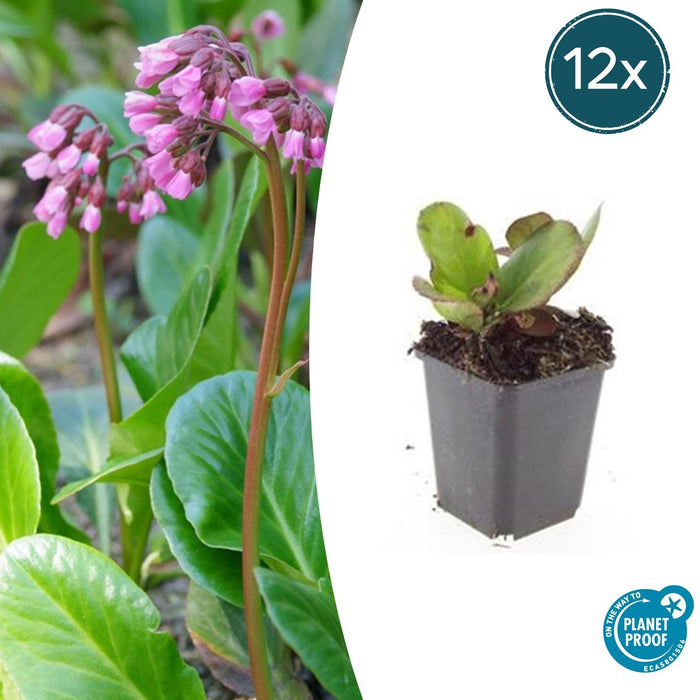 Bergenia cordifolia 'Herbstblüte' - Schoenlappersplant - ↕10-25cm - Ø9cm - 12x
