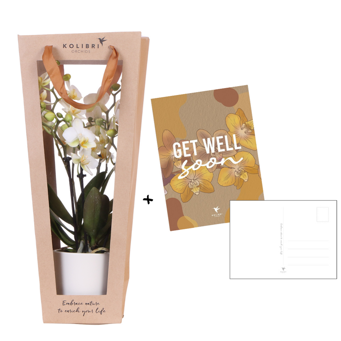 Planten cadeau beterschap | Lausanne orchidee met pot, kaart & cadeautas