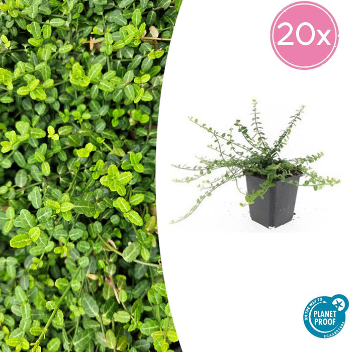 Euonymus fortunei 'Minimus' - Japanse Kardinaalsmuts - ↕10-25cm - Ø9cm - 20x