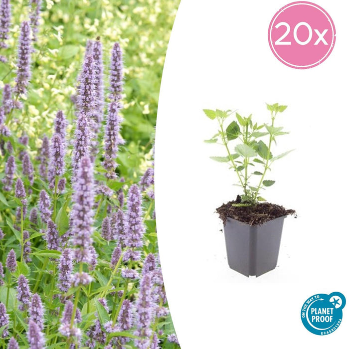 Agastache 'Black Adder' - Dropplant - ↕10-25cm - Ø9cm - 20x