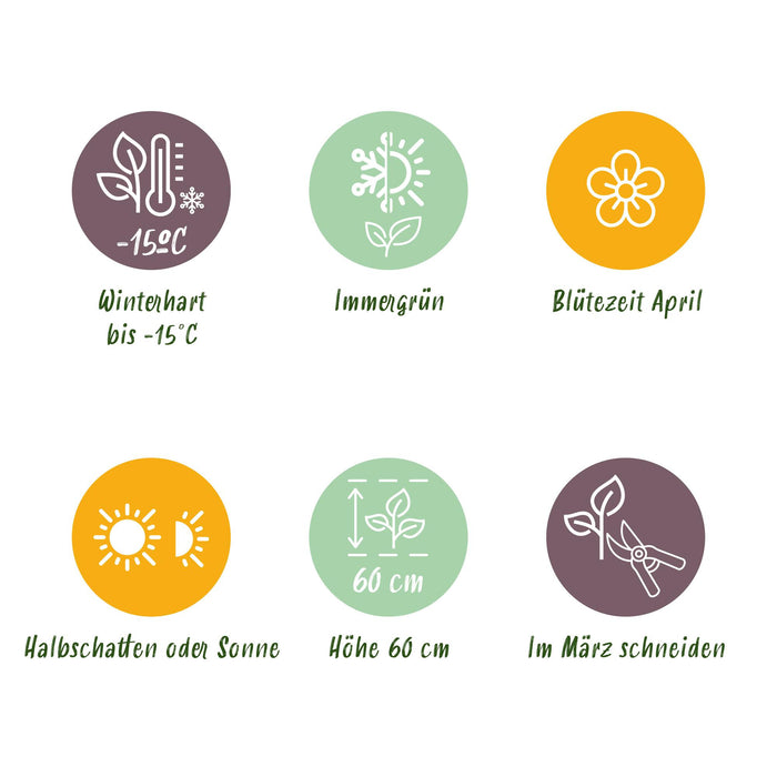 Carex oshimensis Everest - Wit en Groen - 2 Planten - Bladhoudend - Weinig Onderhoud - Pot 17cm Hoogte 50cm