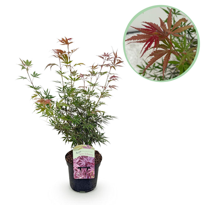 Terrasplant - Japanse Esdoorn - Acer palmatum Jerre Swarts - Donker Rood - Bladverliezend - ↕70cm - Ø19cm