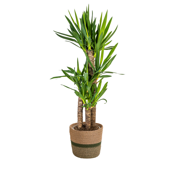 Yucca Elephantipes met mand - ↕90-110cm - Ø21cm
