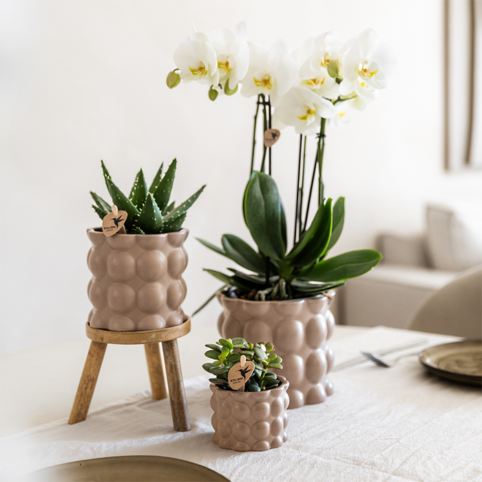 Plantenset Cotton zand | Groene planten met witte Phalaenopsis orchidee Ghent in keramieken sierpotten