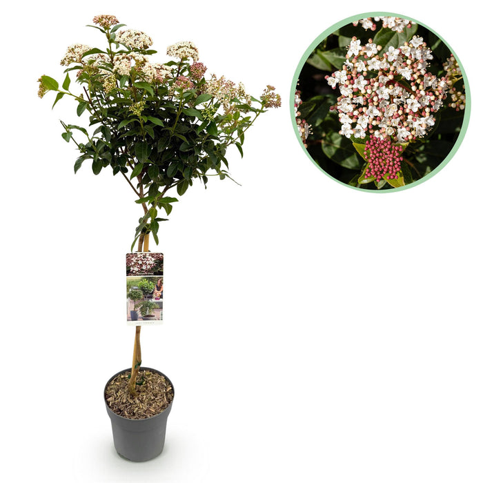 Tuinplant - Viburnum tinus - Plant op stam - Terras Plant - Bladhoudend - Weinig Onderhoud - Pot 19cm Hoogte 90cm