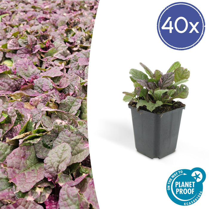 Ajuga reptans 'Burgundy Glow' - Kruipend Zenegroen - ↕10-25cm - Ø9cm - 40x